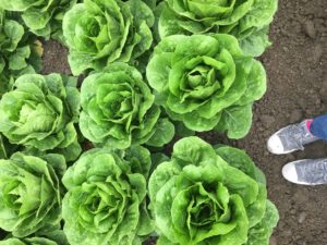 Get the facts about food safety on the farm!