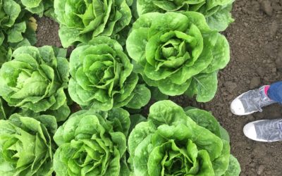 Facts Not Fears: The Truth About Safe Farming Practices