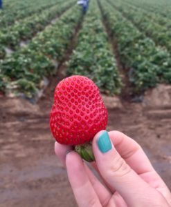 Get the facts about food safety on the farm!